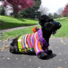 Cozy Critter Carnival