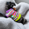 Underside view of the striped Cozy Critter Carnival pet jumper